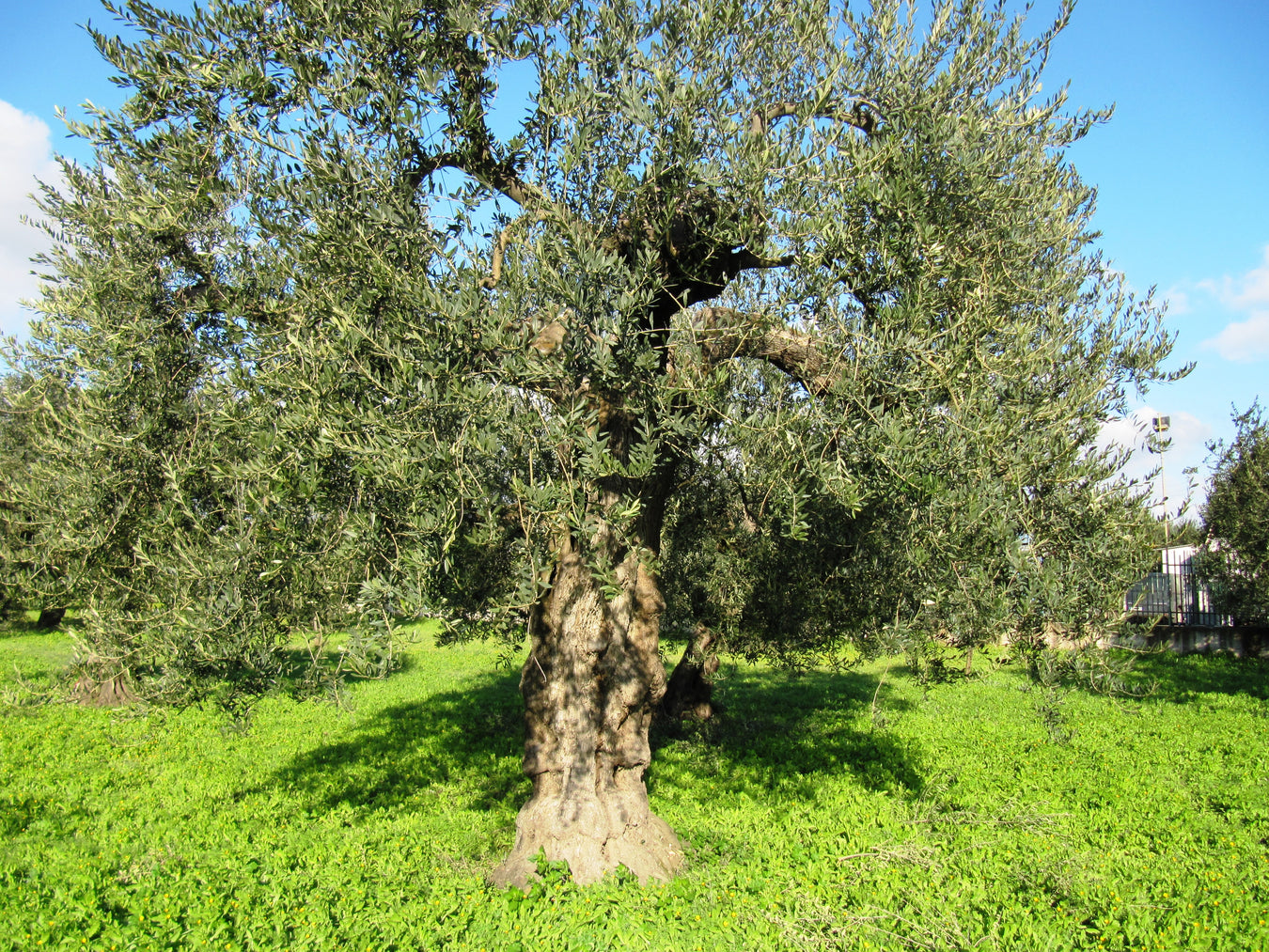 Olive tree